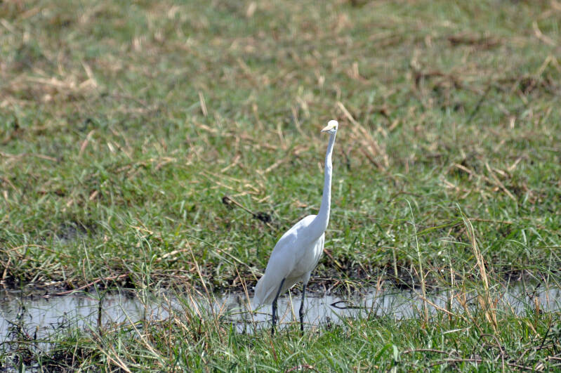 Egret