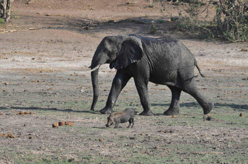 Elephant ChobeRiver