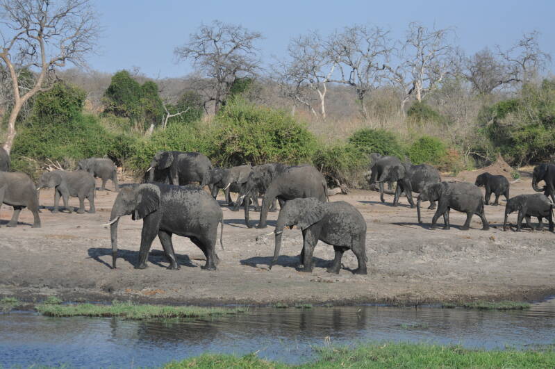 Elephant ChobeRiver