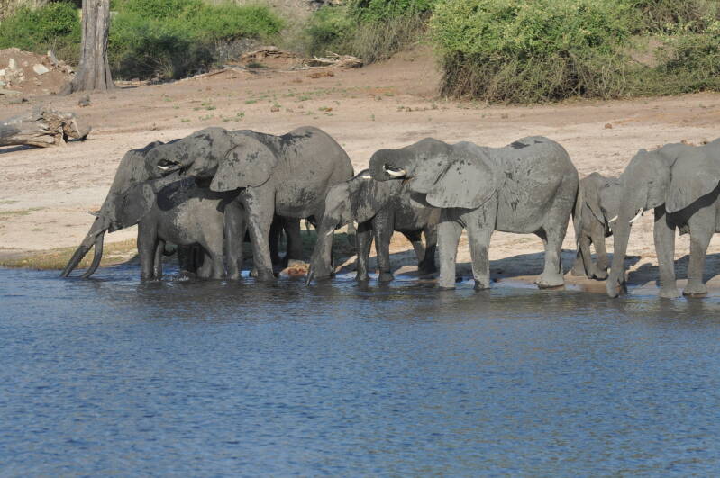Elephant ChobeRiver