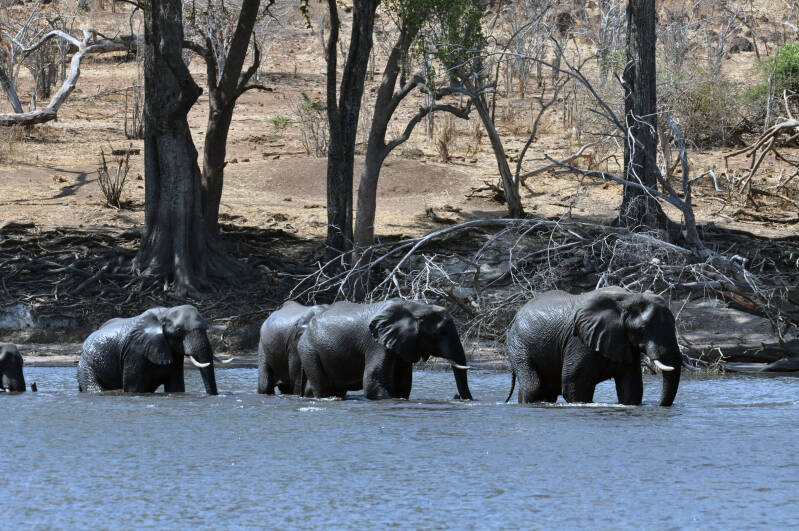 Elephant crossing chobe river