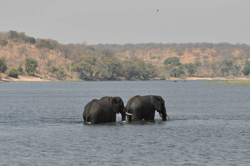 Elephant crossing chobe river