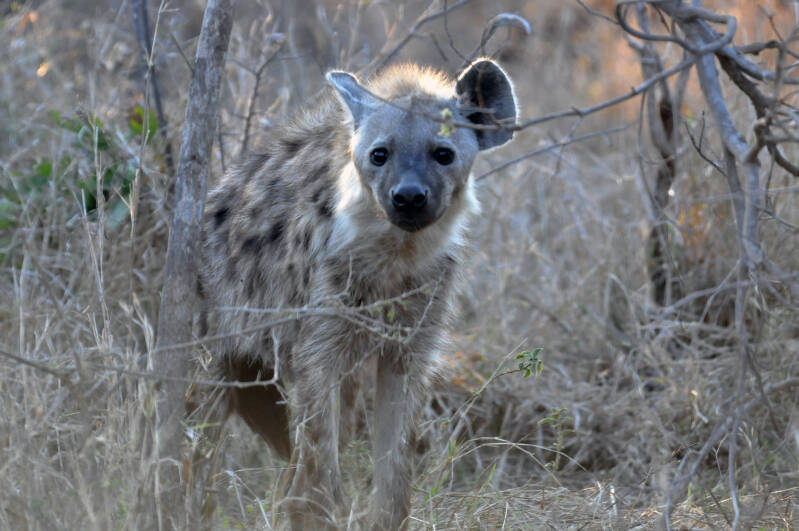 Gevlekte hyena