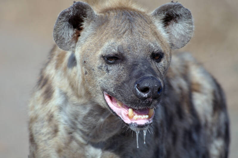 Gevlekte hyena