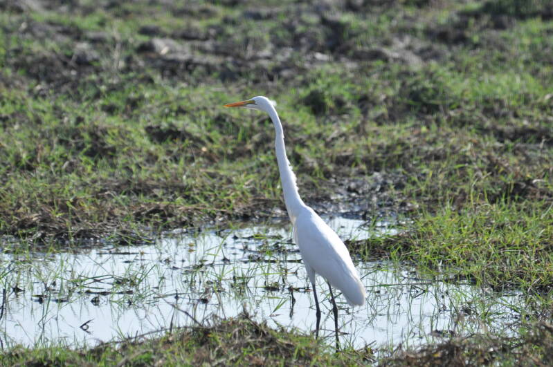 Great Egret