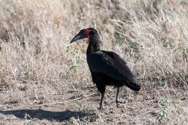 Ground-Hornbill