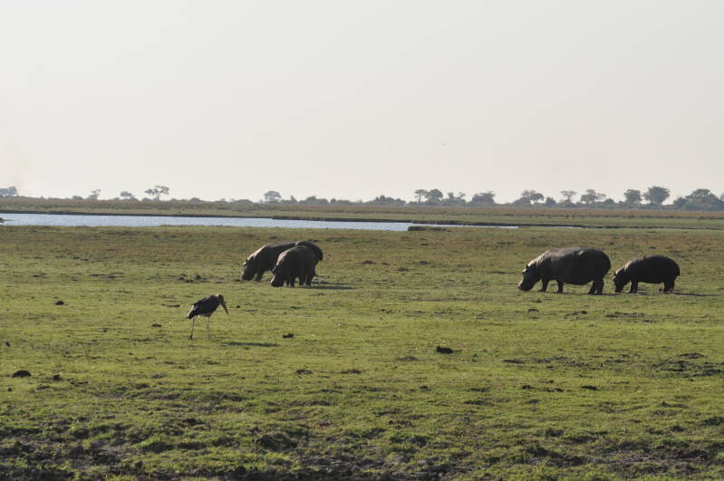 Hippo chobe river