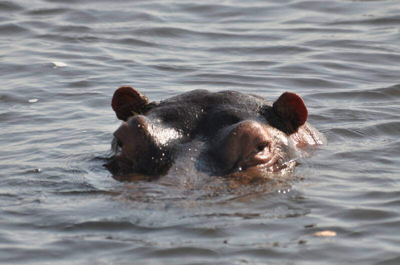 Hippo chobe river