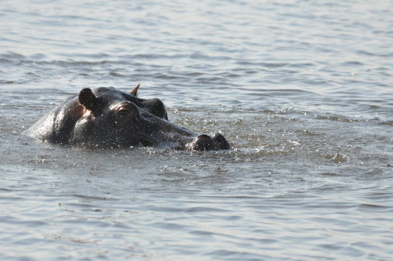 Hippo chobe river