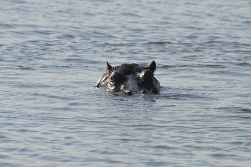 Hippo chobe river