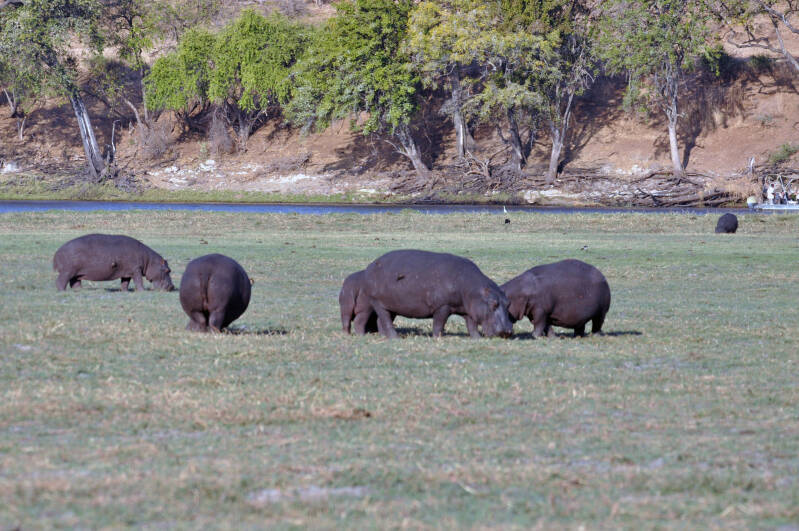 Hippo chobe river