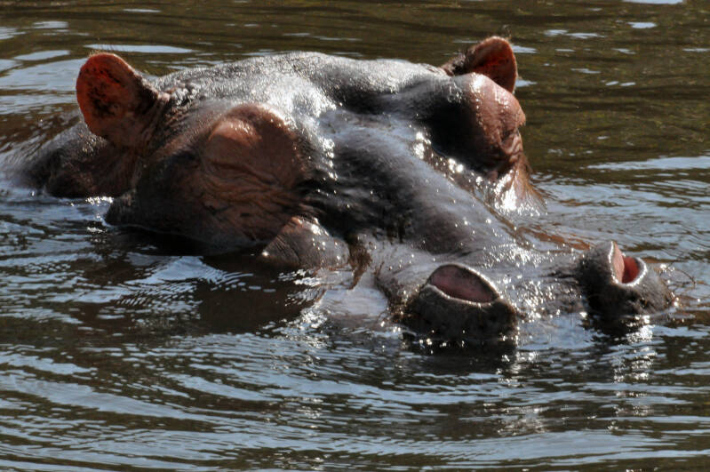 Hippo chobe river