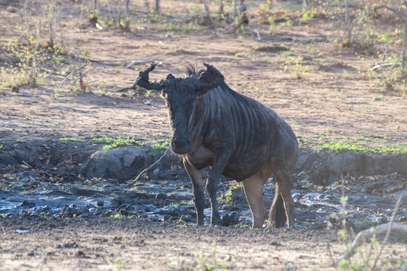 wildebeest