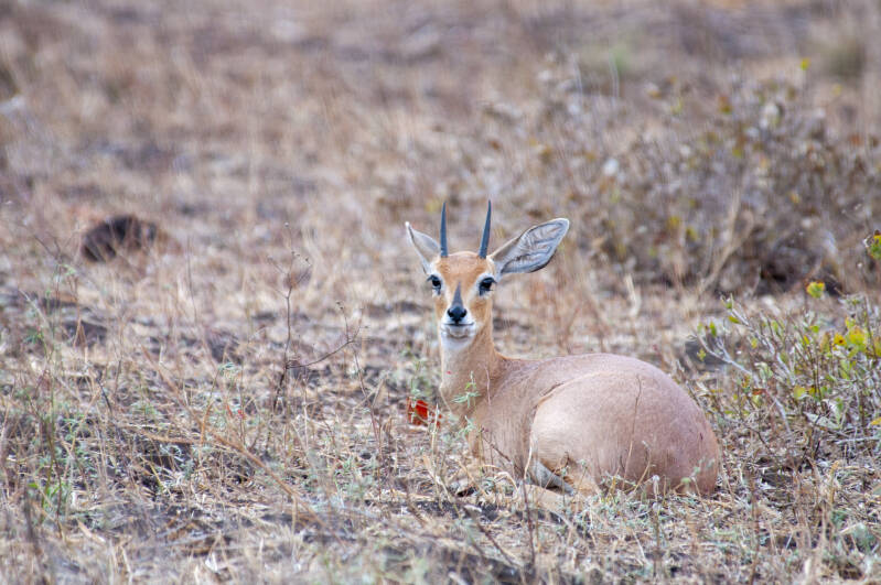 Dik Dik