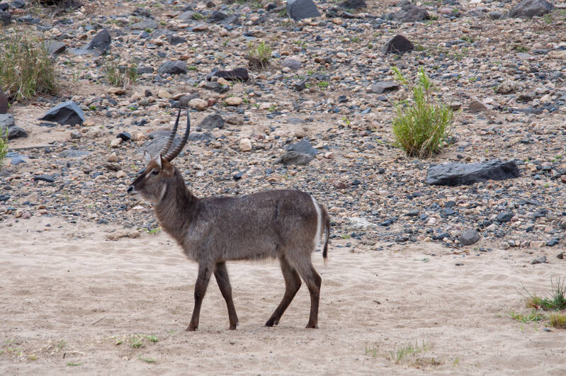 waterbok