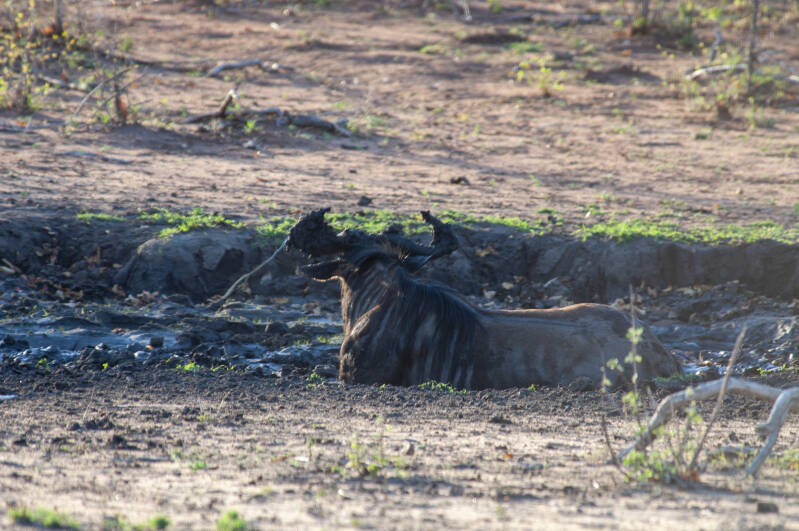 wildebeest