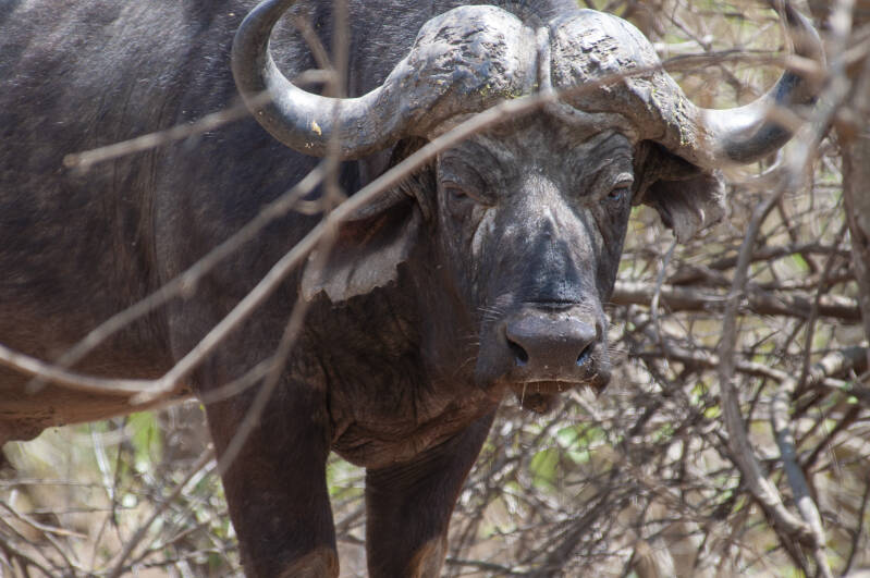 Krugerpark buffel.