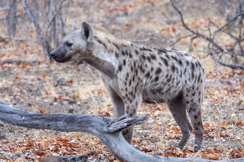 Gevlekte Hyena
