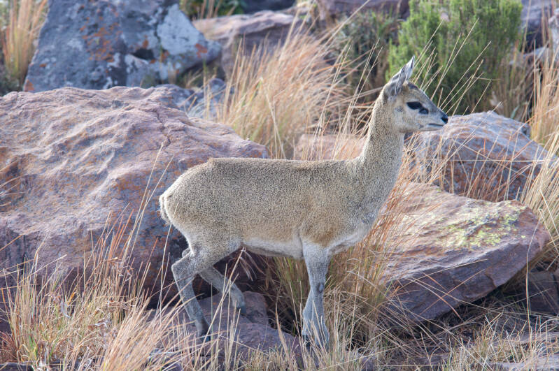 klipspringer 