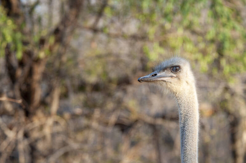 Krugerpark ostrich