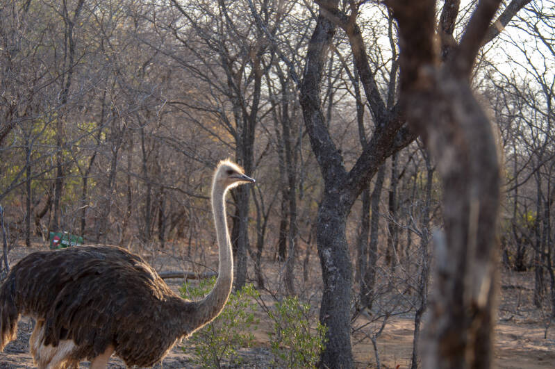 Krugerpark ostrich