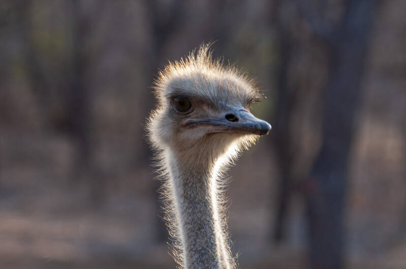 Krugerpark ostrich