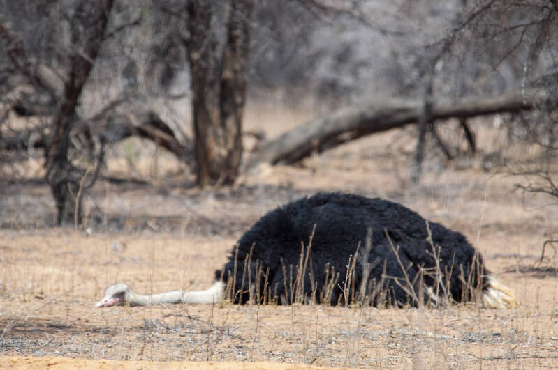 Krugerpark ostrich