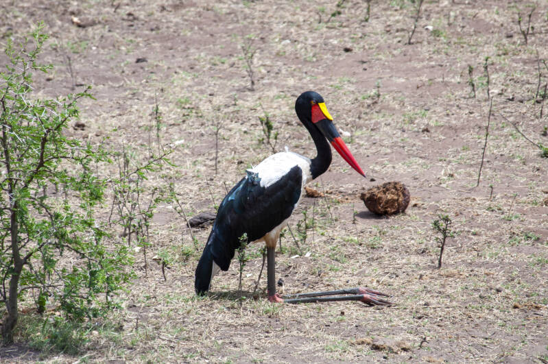 Krugerpark zadelbek ooievaar.