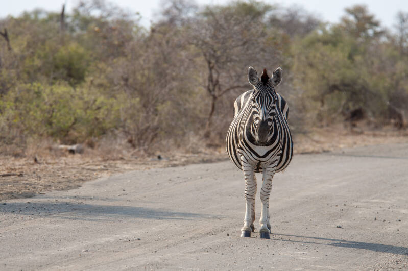 Krugerpark zebra