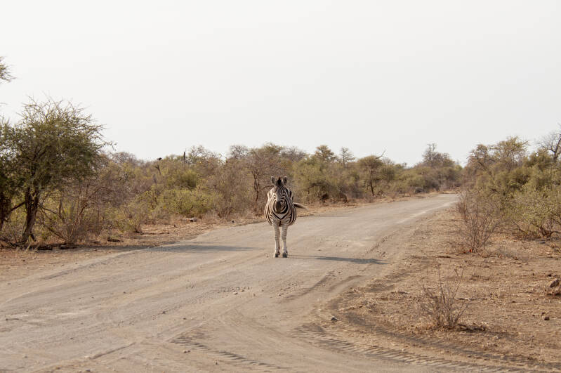 Krugerpark zebra