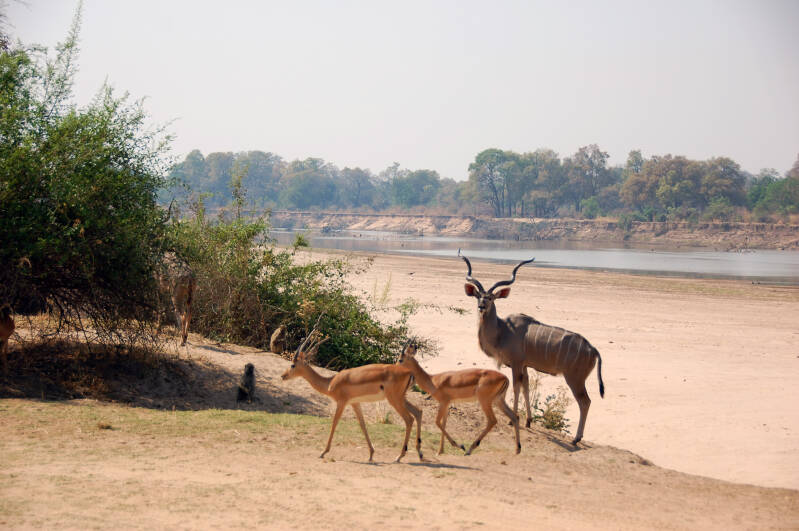 Kudu bok Impala Southluangwa NP