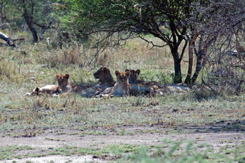 Lion Group