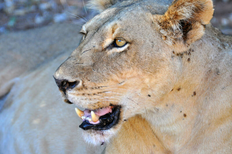 Lion Samburu NP.