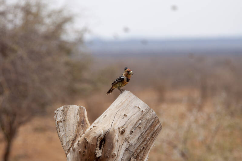 Madikwe Game Reserve