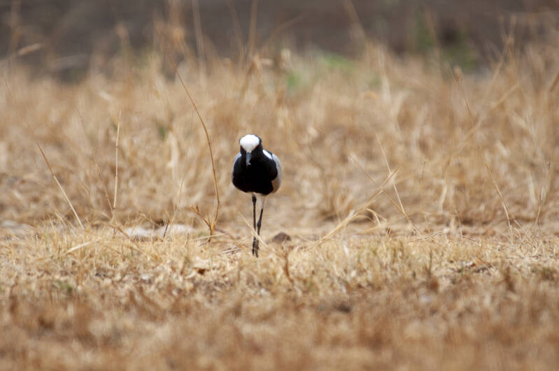 Madikwe Game Reserve