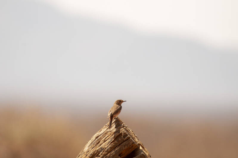 Madikwe Game Reserve