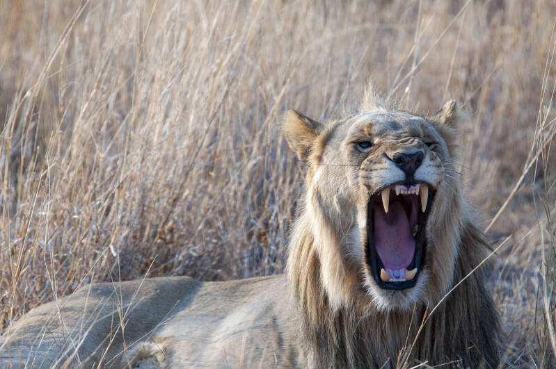 Madikwe Game Reserve lions.