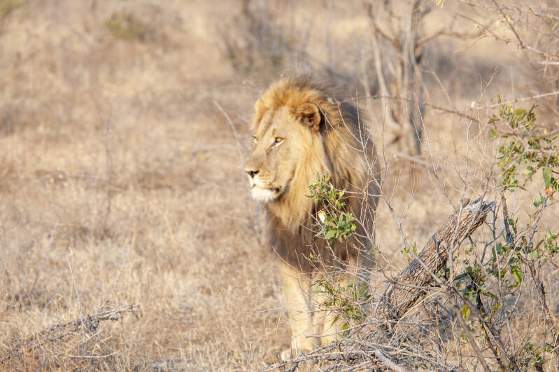 Madikwe Game Reserve lions.