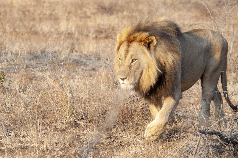 Madikwe Game Reserve lions.