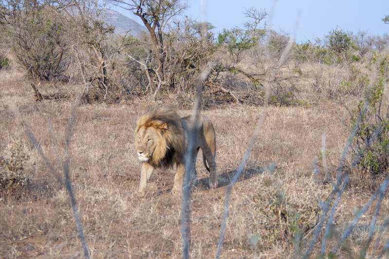 Madikwe Game Reserve lions.