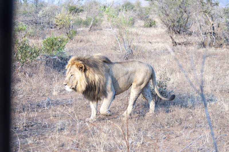 Madikwe Game Reserve lions.