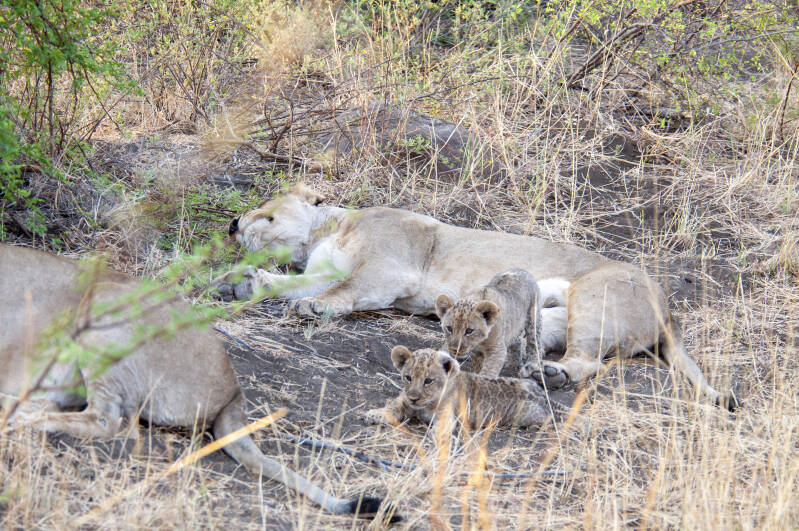 Madikwe Game Reserve lions.