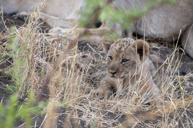 madikwe Game Reserve lions.
