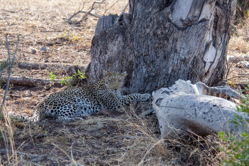 Madikwe Game Reserve luipaard.