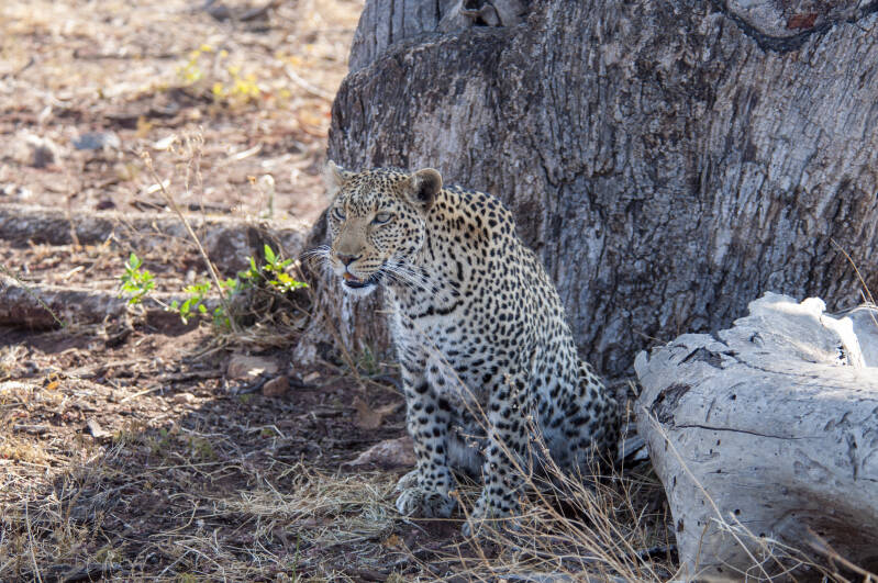 Madikwe Game Reserve luipaard.