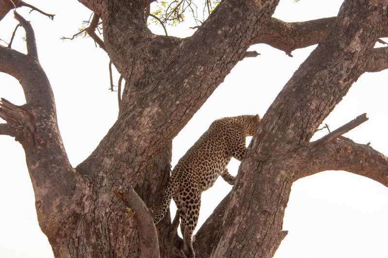 Madikwe Game Reserve luipaard.