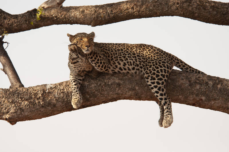 Madikwe Game Reserve luipaard.