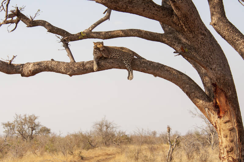 Madikwe Game Reserve luipaard.