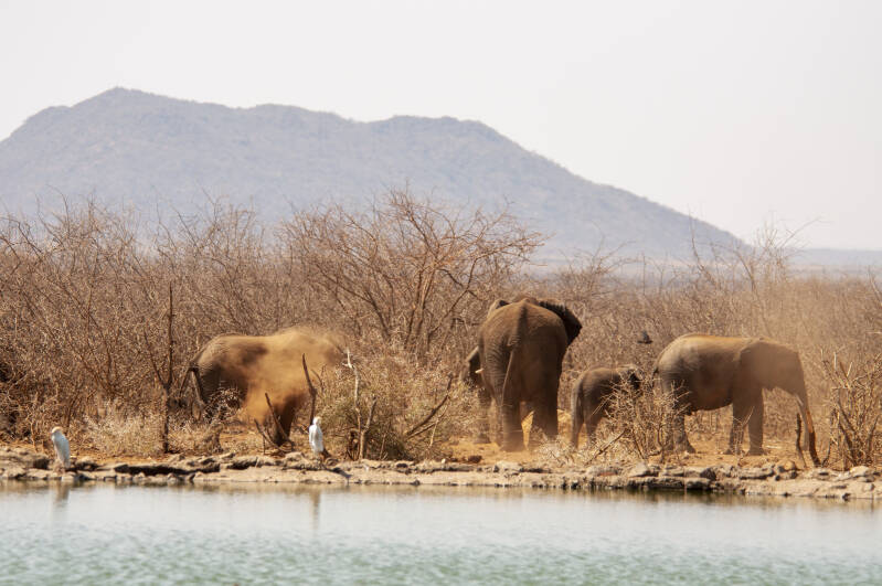 Madikwe Game Reserve olifanten