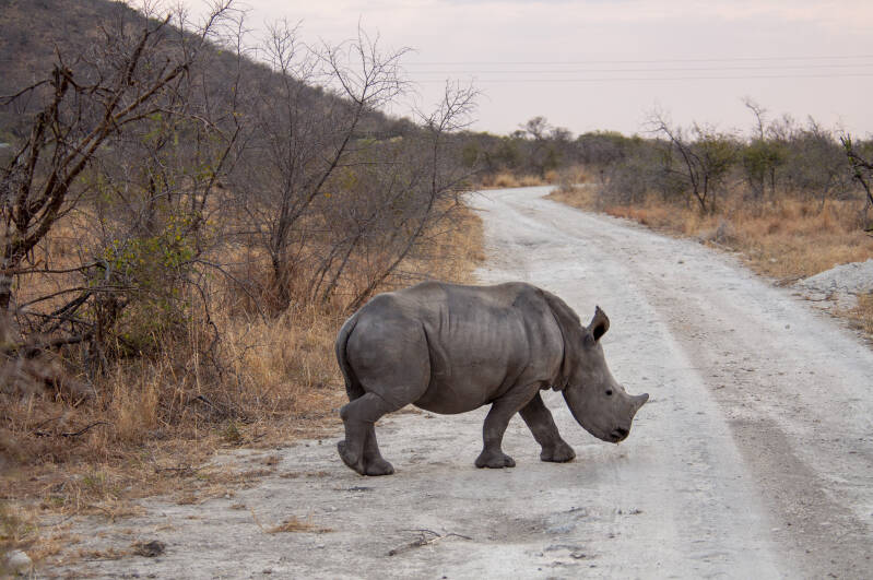Madikwe Game Reserve rhino jong.